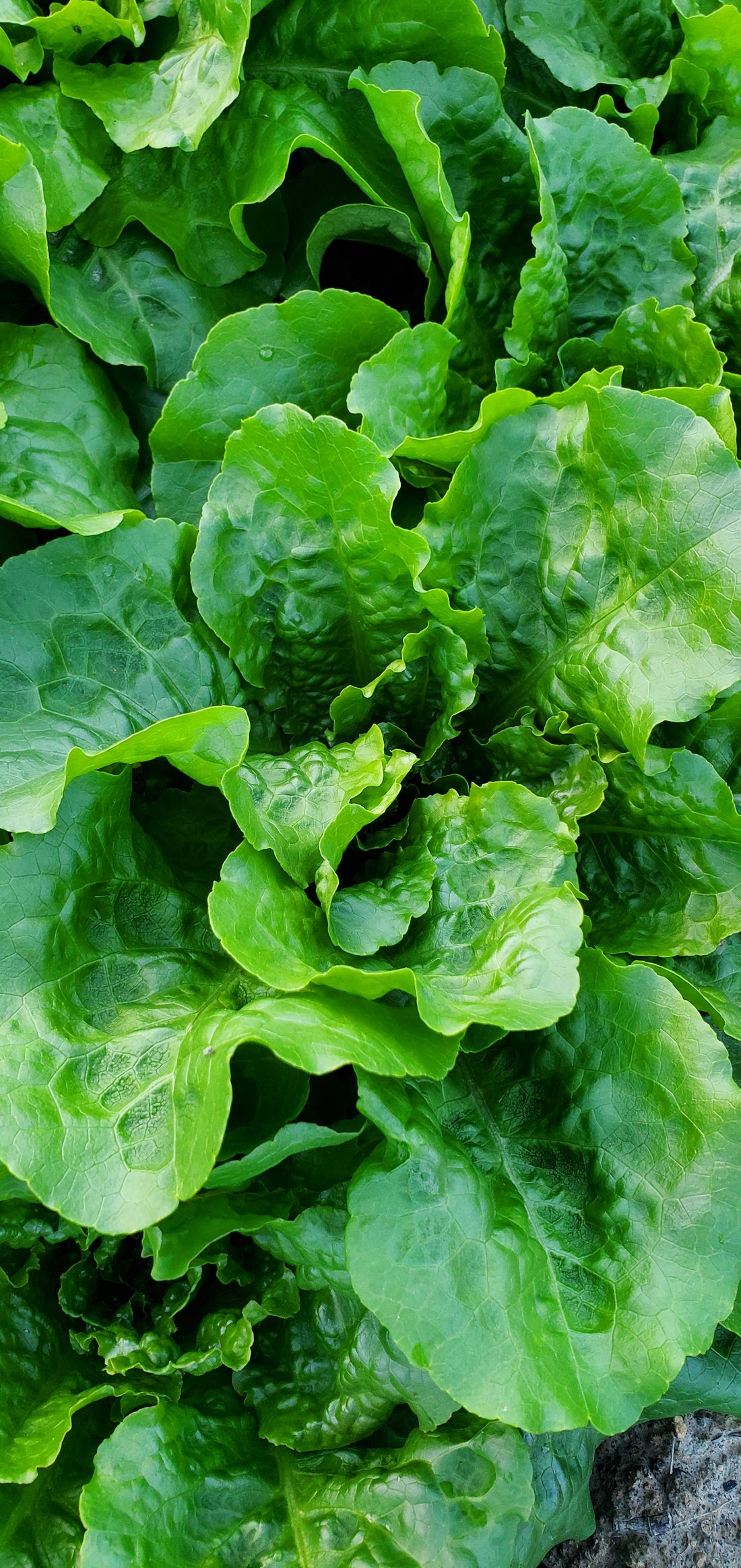 Romaine Lettuce Seeds