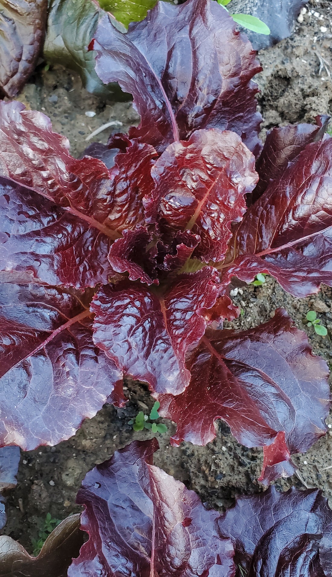 Red Oak Lettuce Seeds