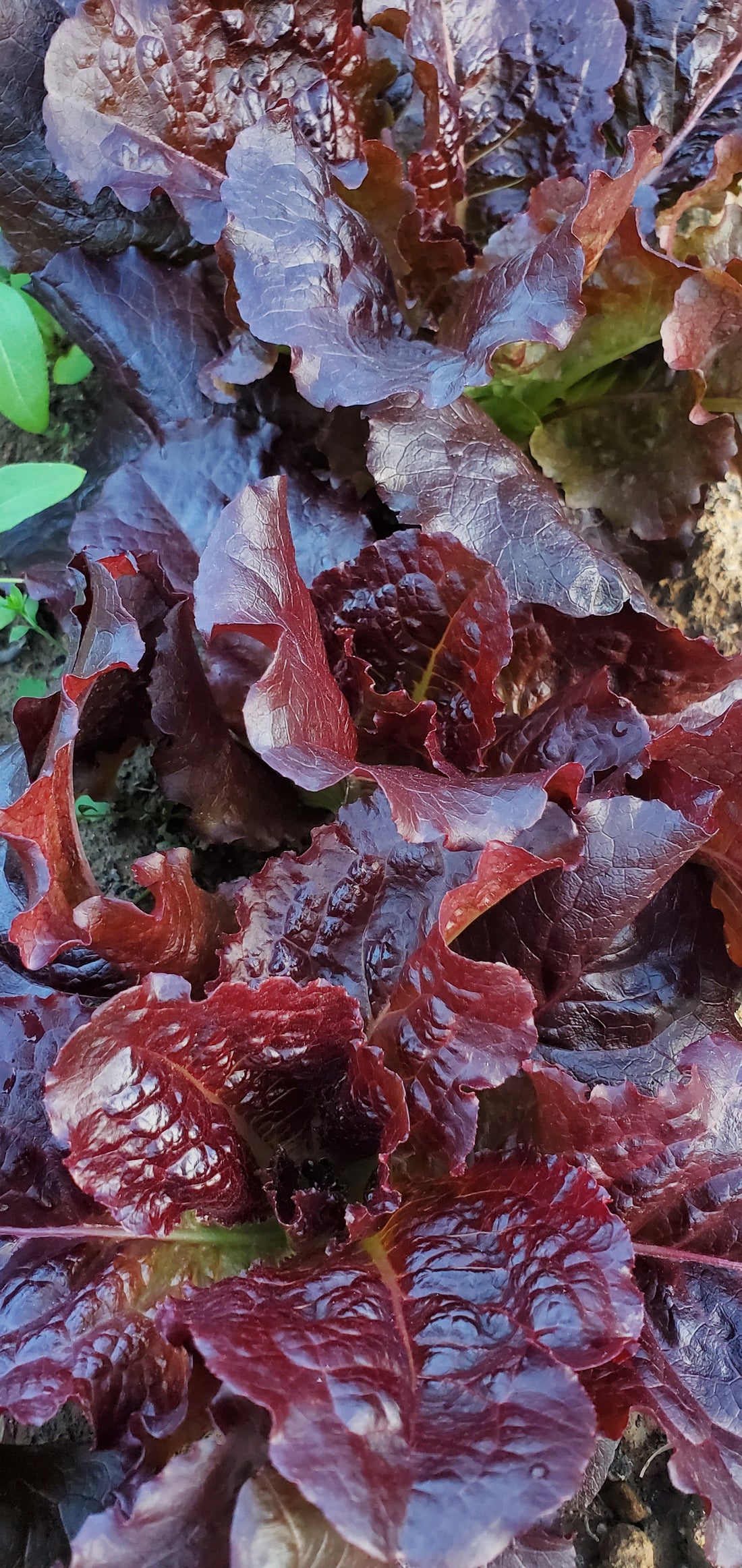 Red Oak Lettuce Seeds