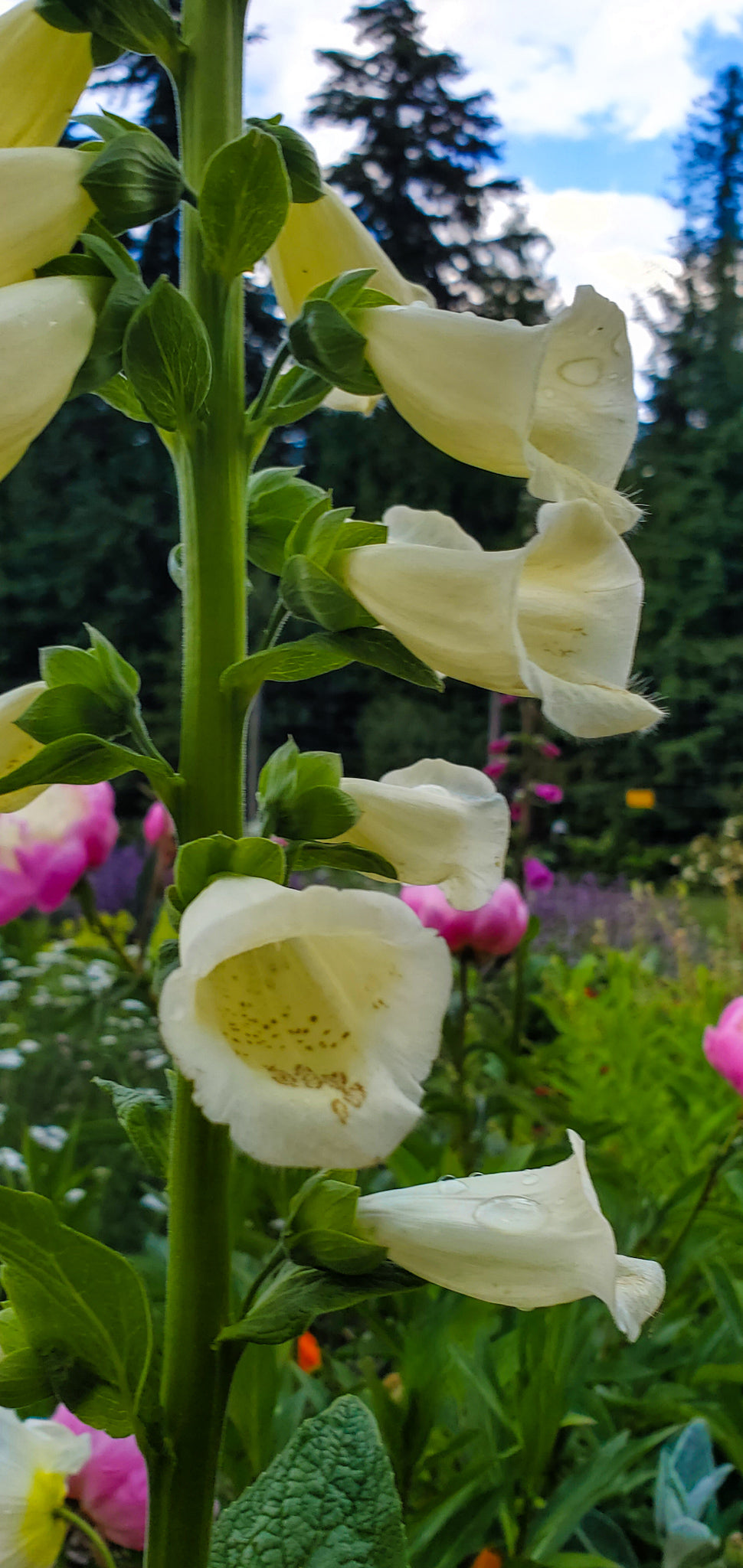 Foxglove Seeds