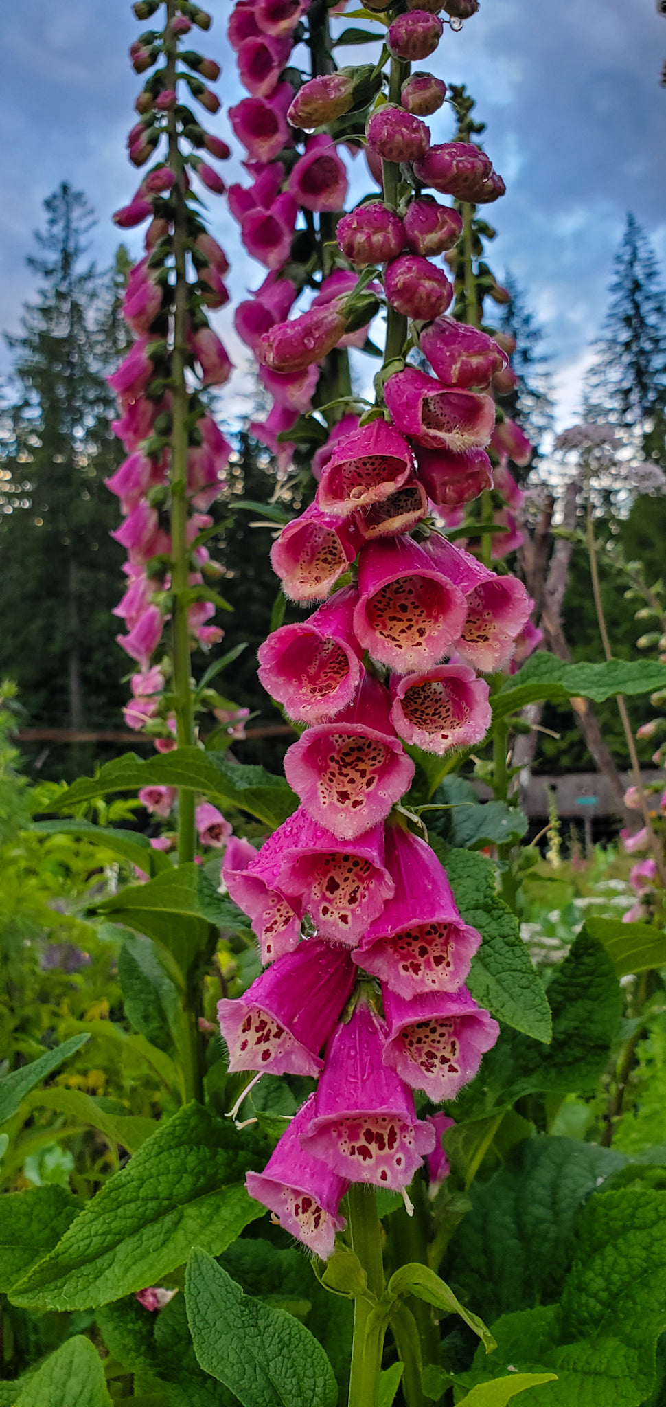 Foxglove Seeds