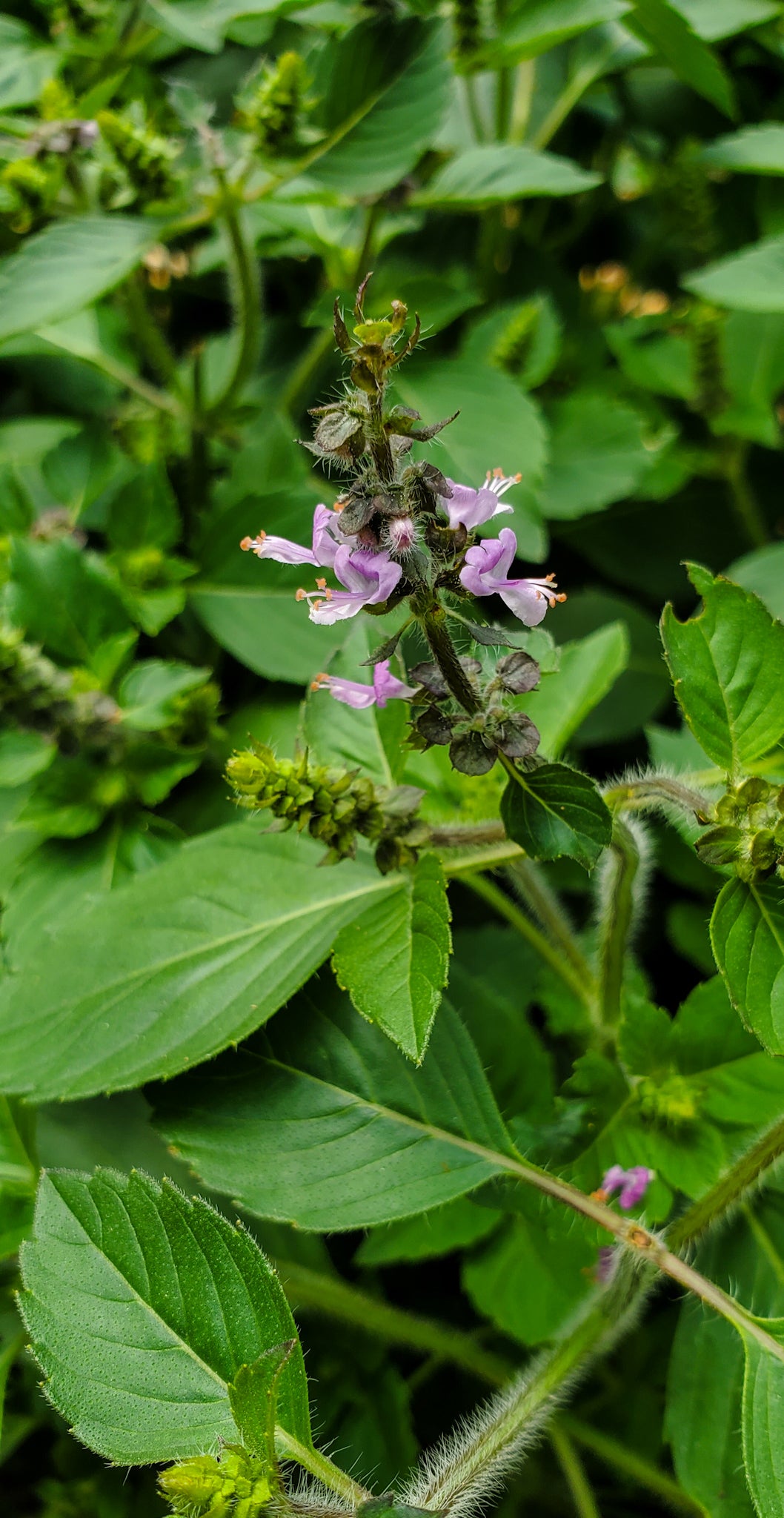 Holy Basil Seeds