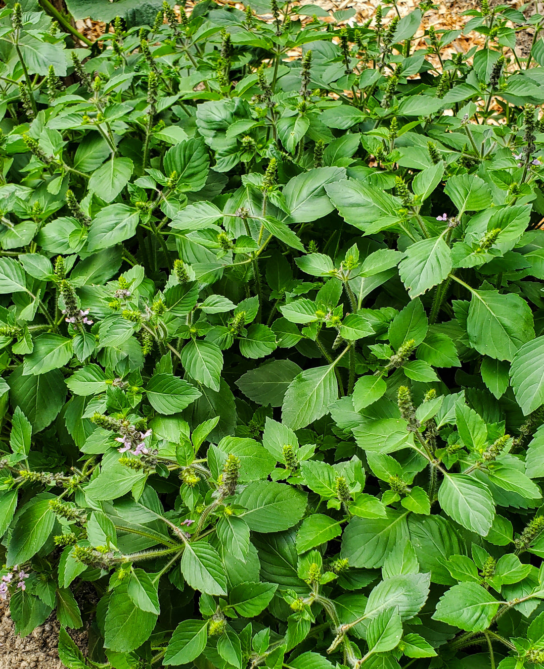 Holy Basil Seeds