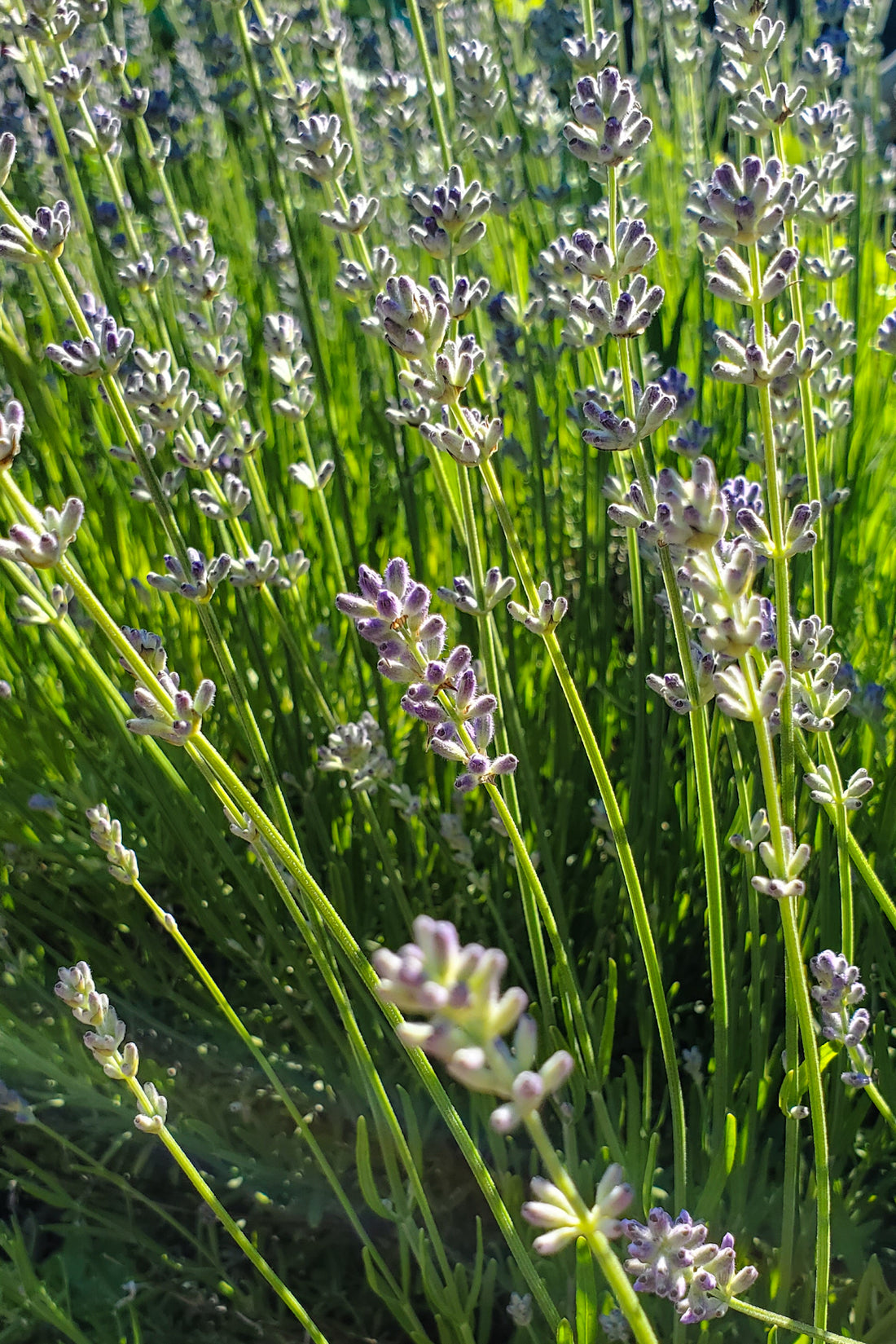 Lavender Seeds