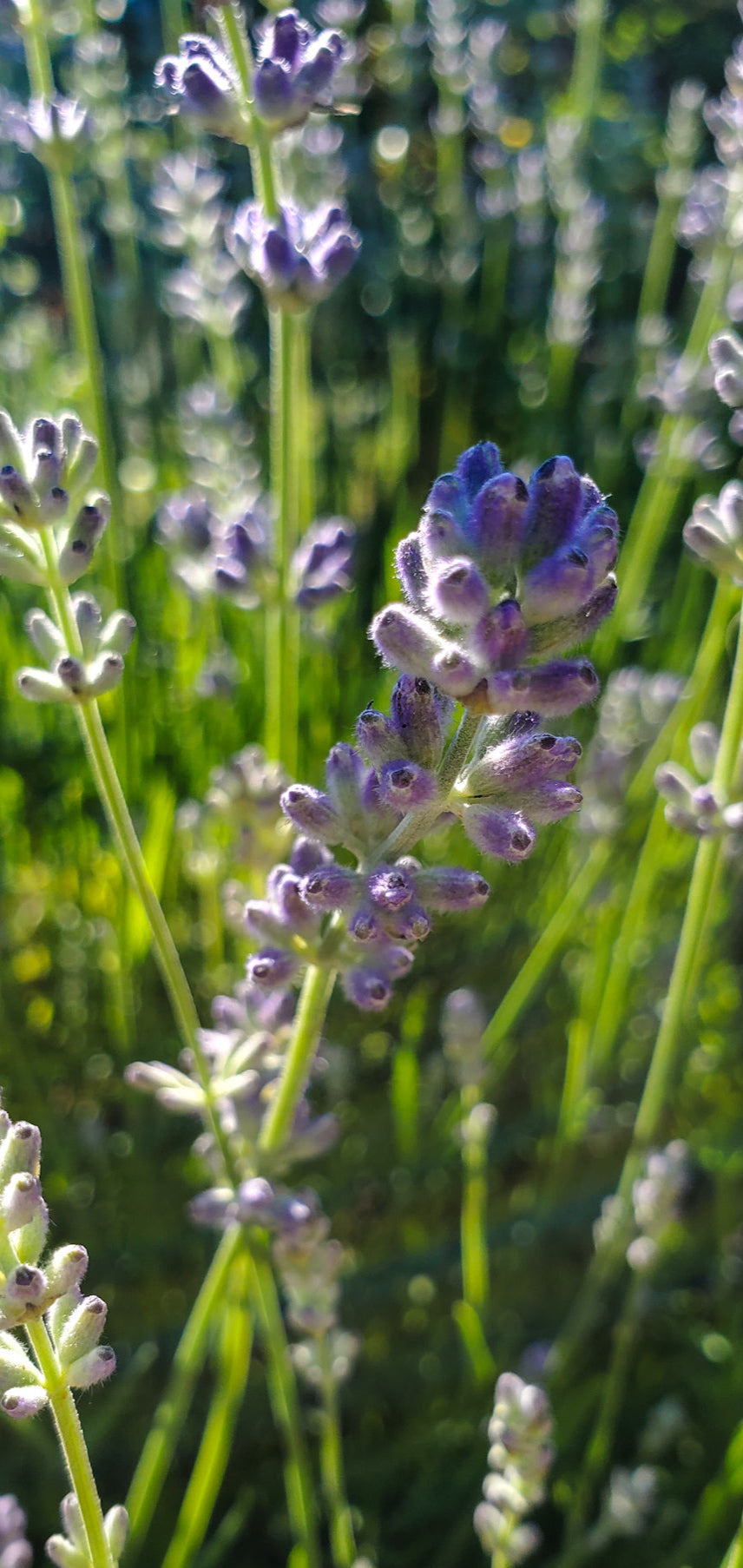 Lavender Seeds