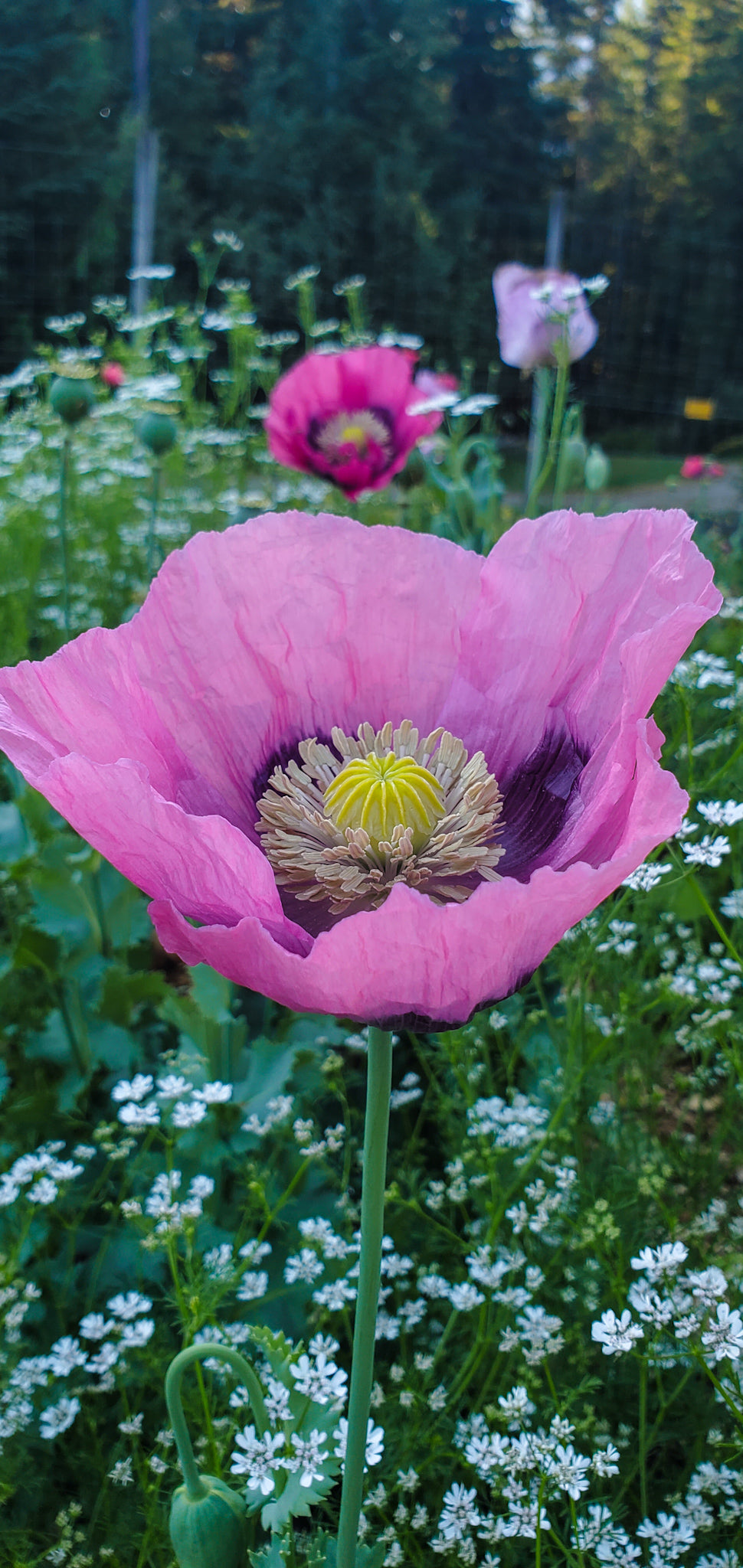 Opium Poppy Seeds