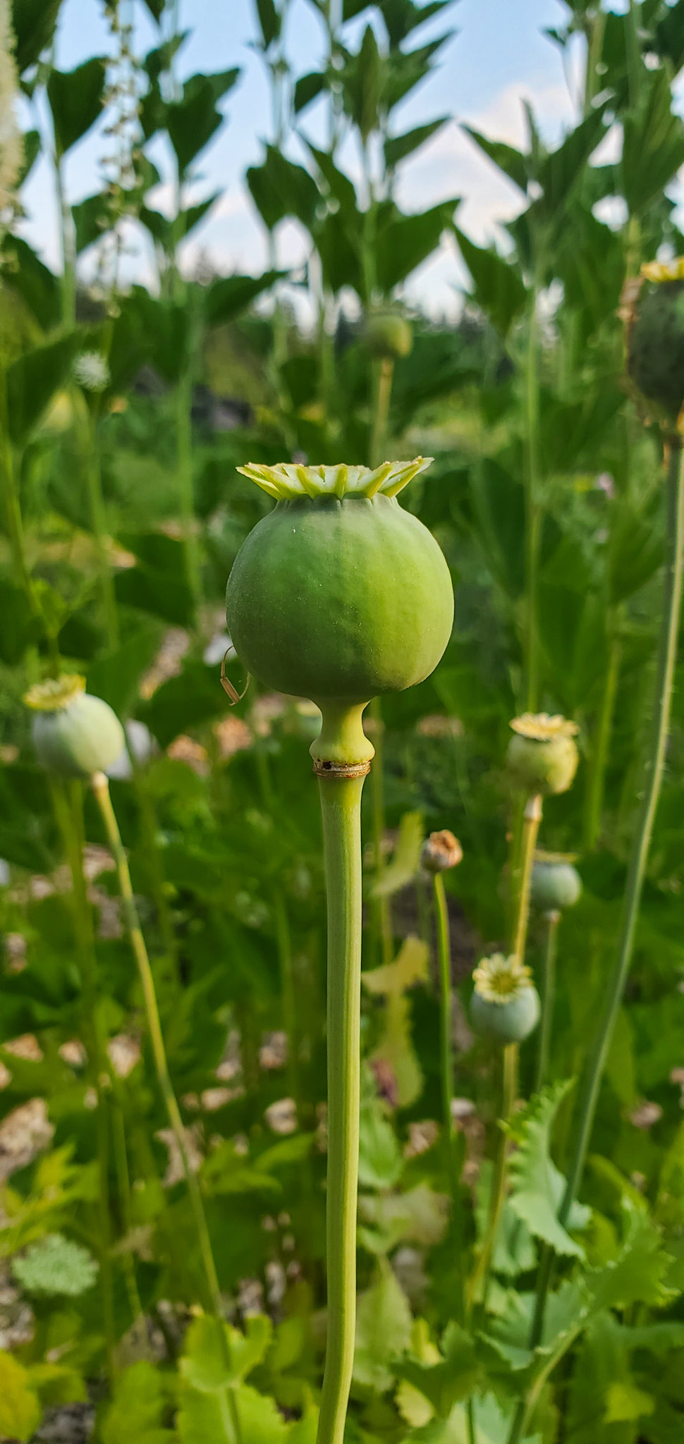 Opium Poppy Seeds