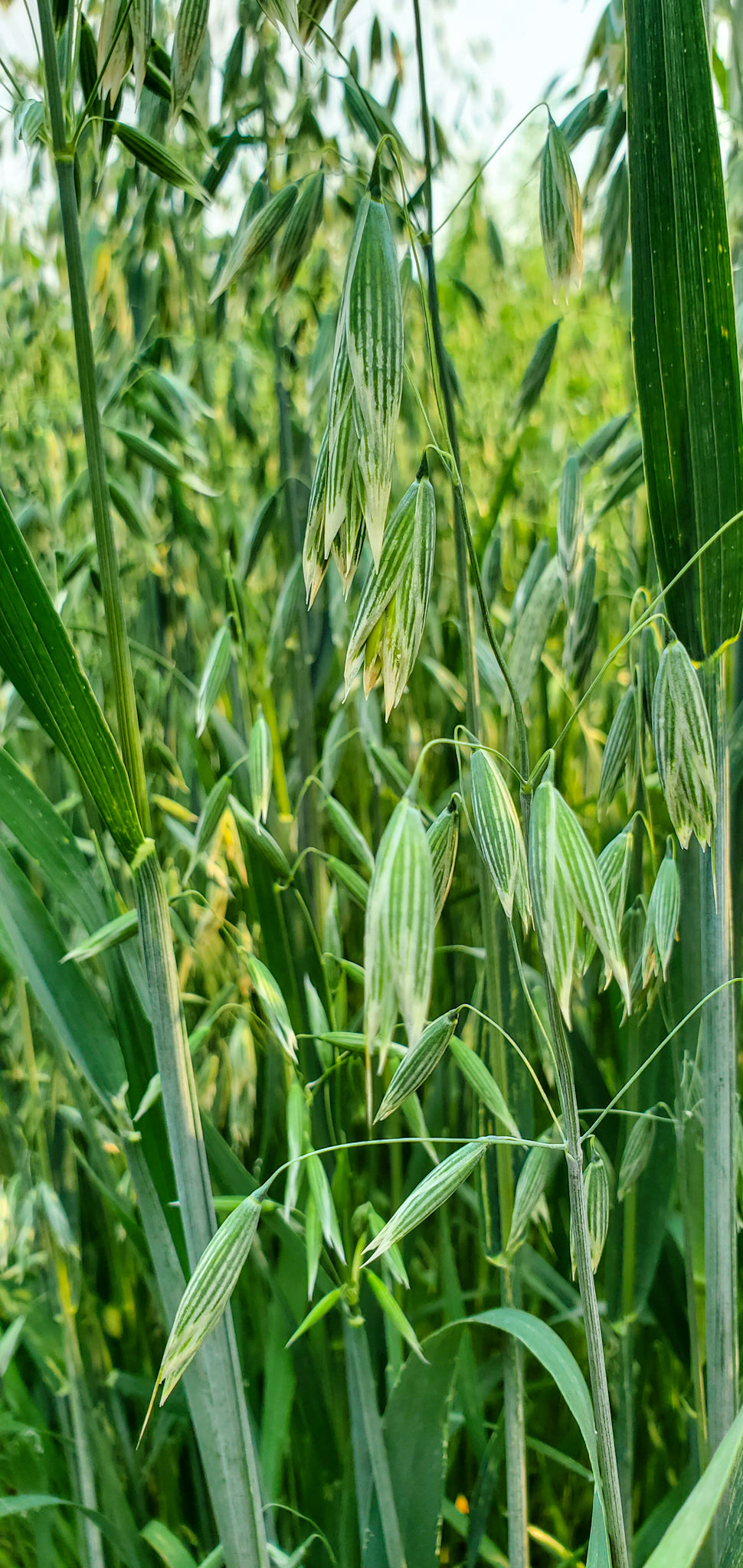 Oat Seeds