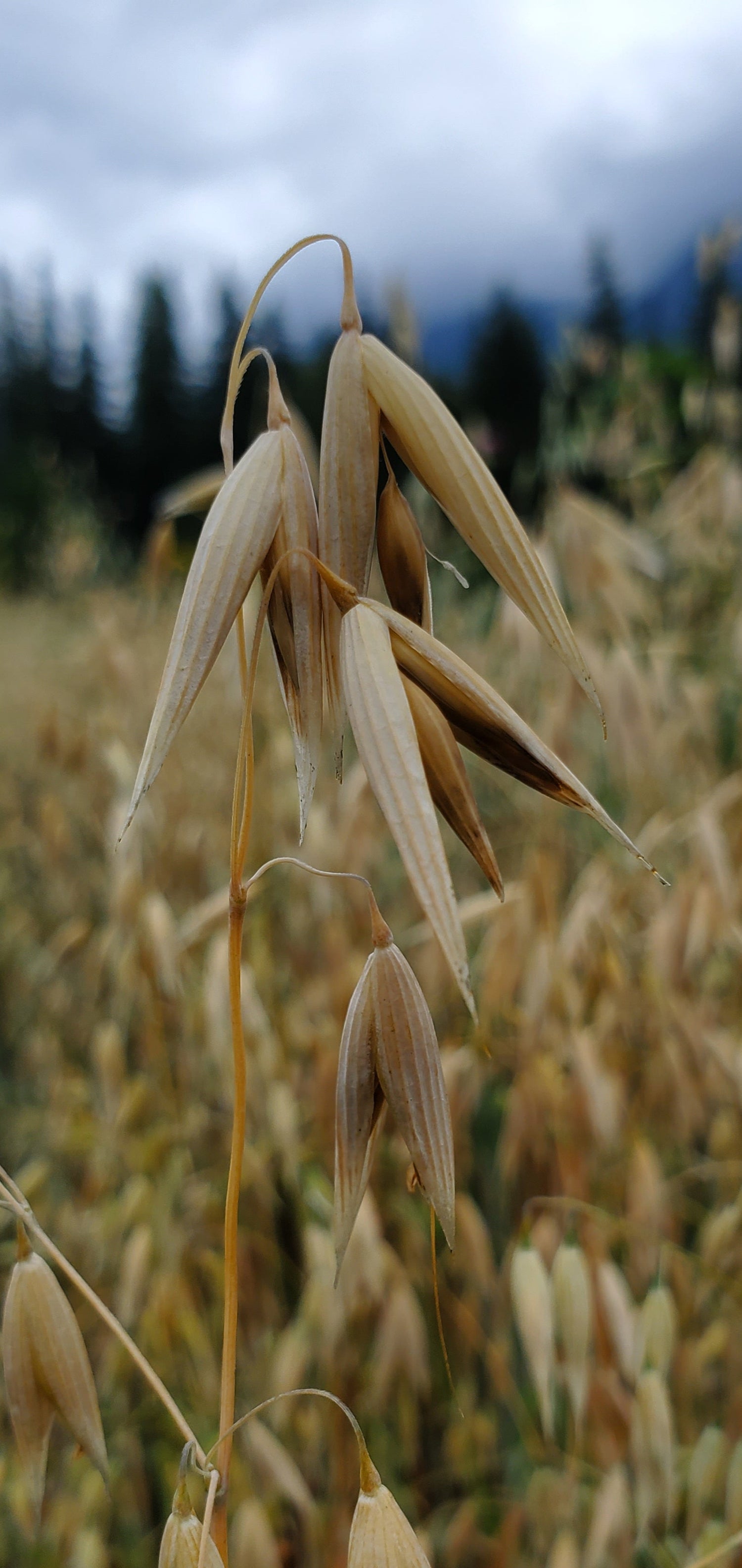 Oat Seeds