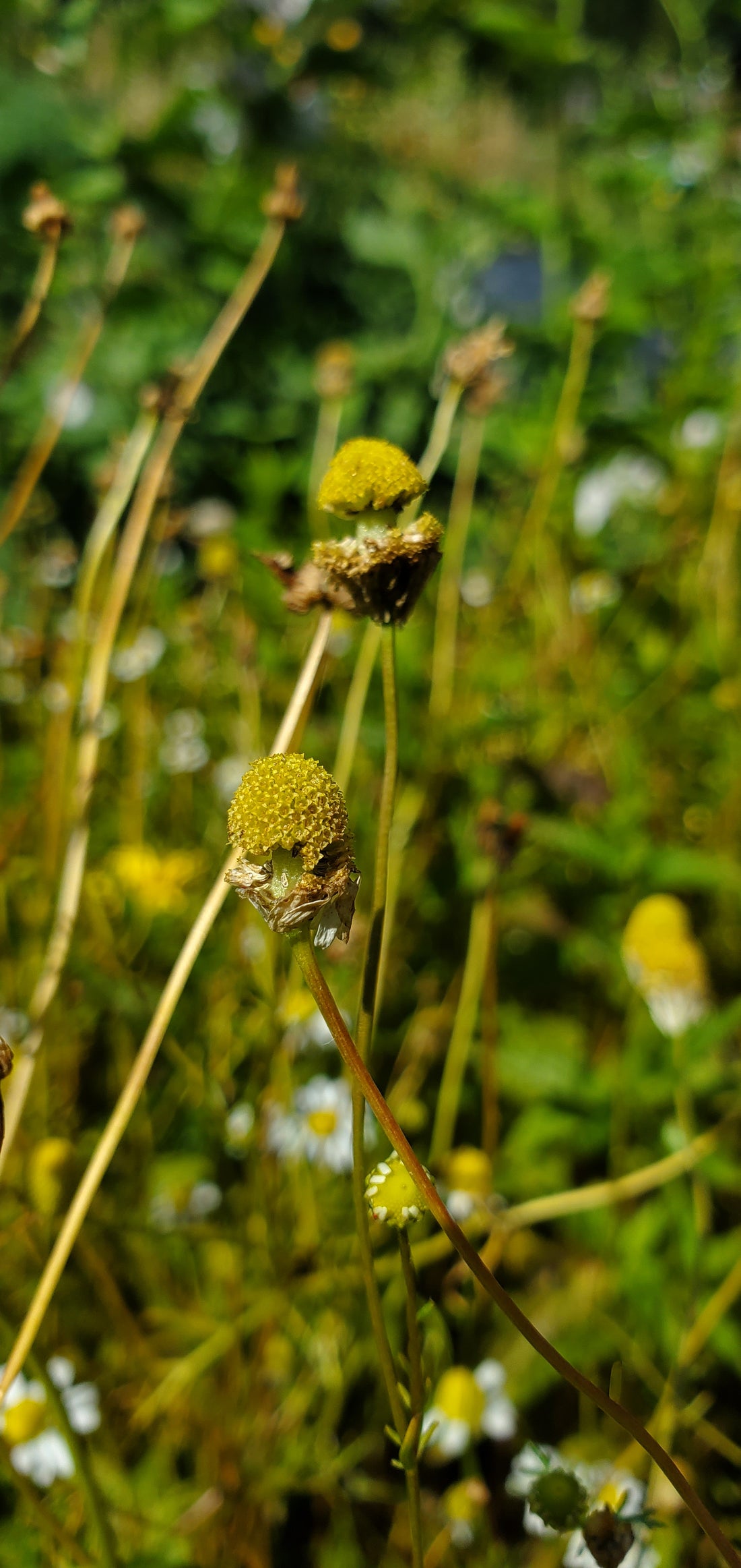 Chamomile Seeds