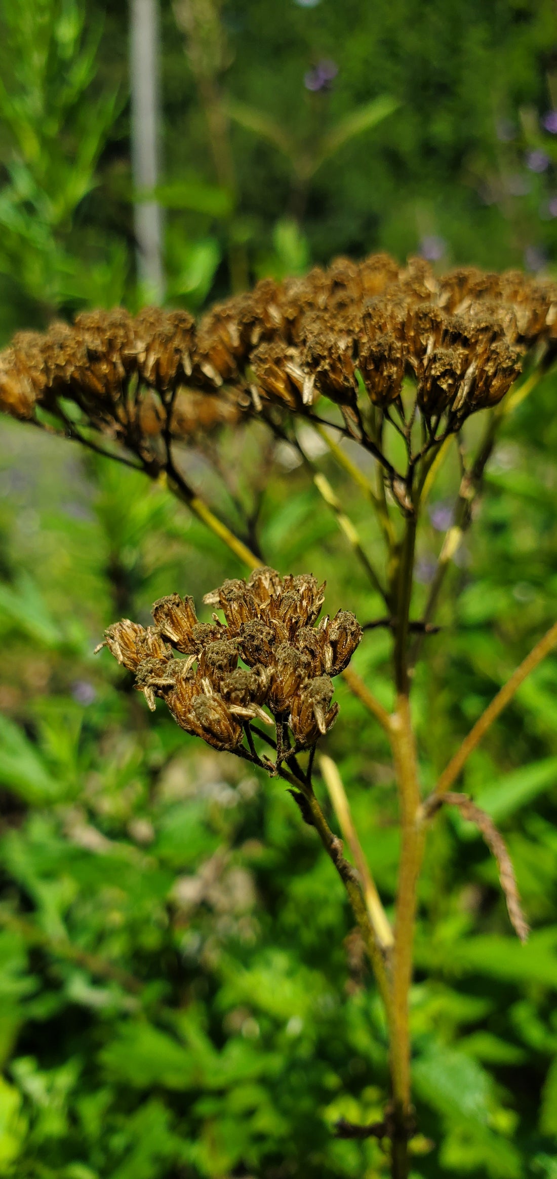 Yarrow Seeds