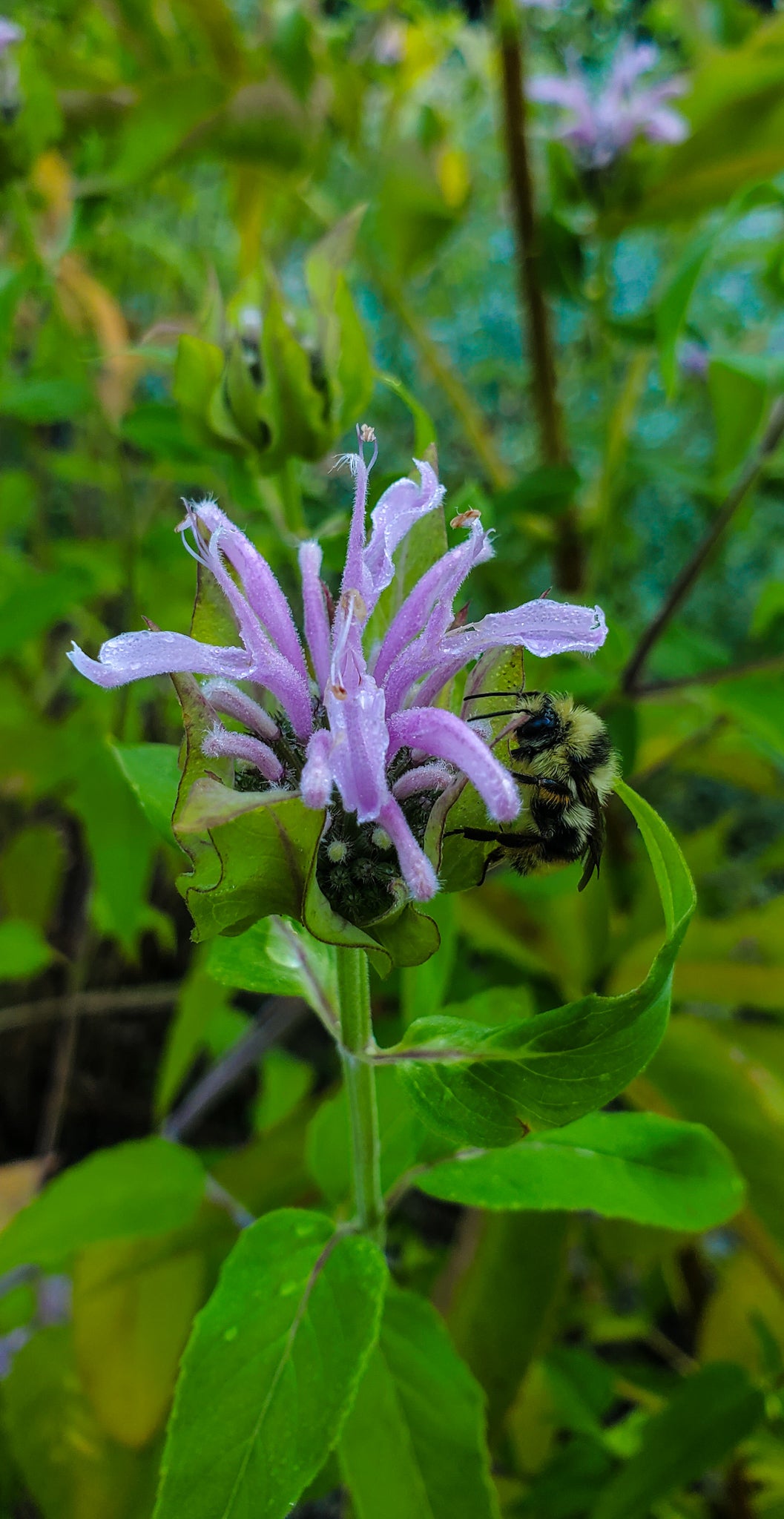 Wild Bergamont Seeds