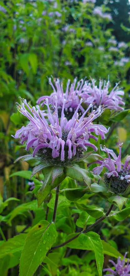 Wild Bergamont Seeds