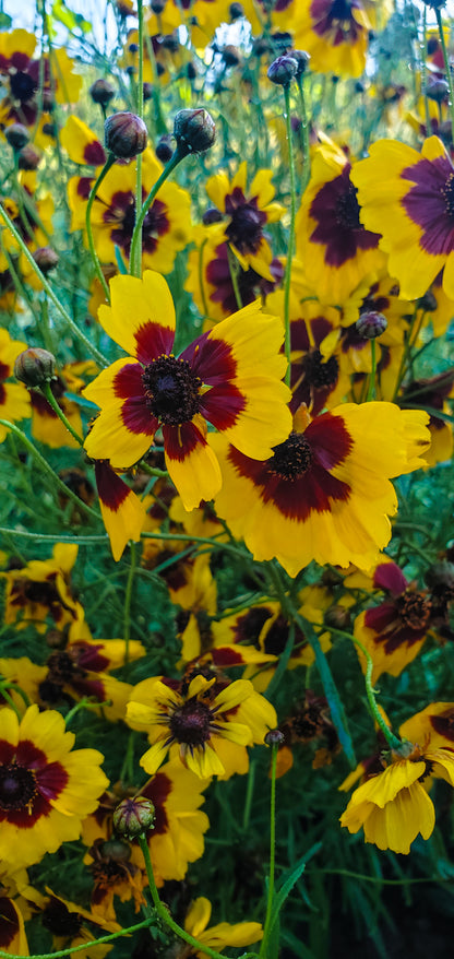 Coreopsis Seeds