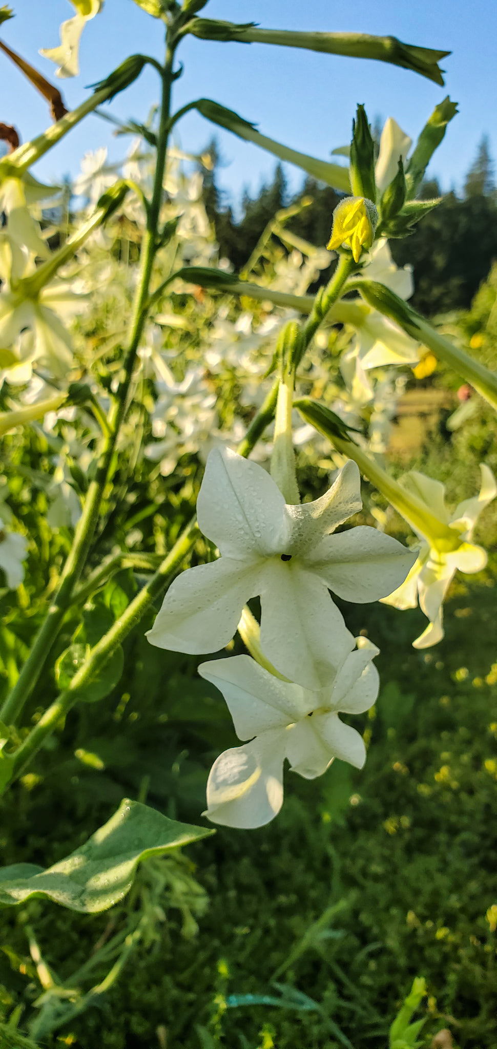 Jasmine Tobacco Seeds