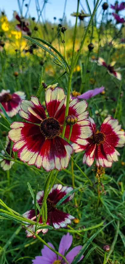 Coreopsis Seeds