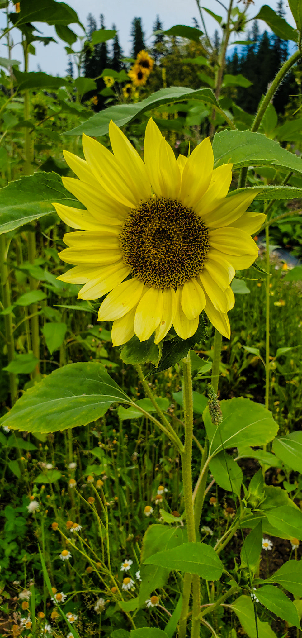 Sunflower Seed Blend