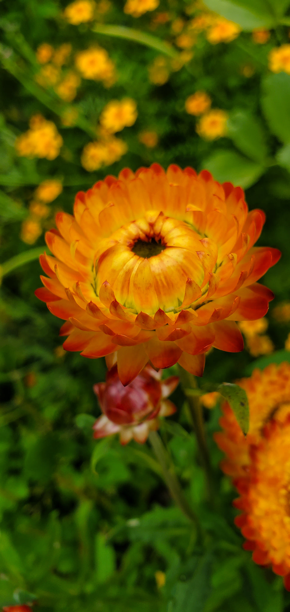 Strawflower Seeds