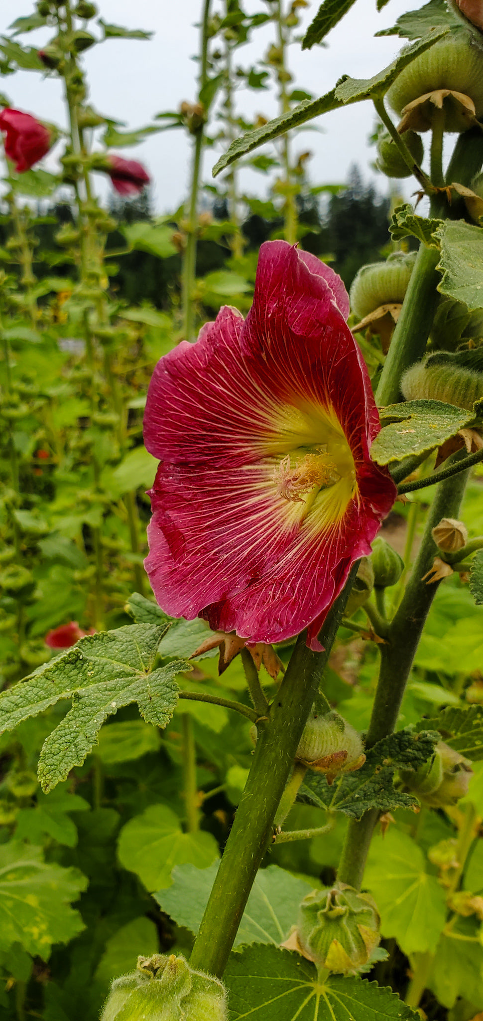 Hollyhocks Seeds