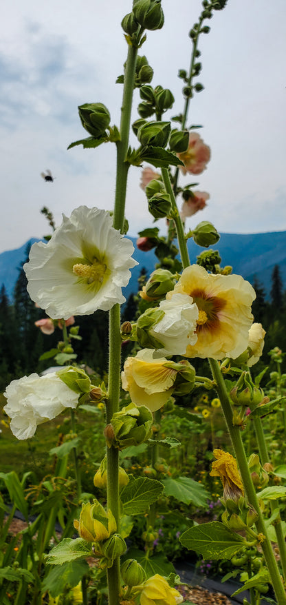 Hollyhocks Seeds