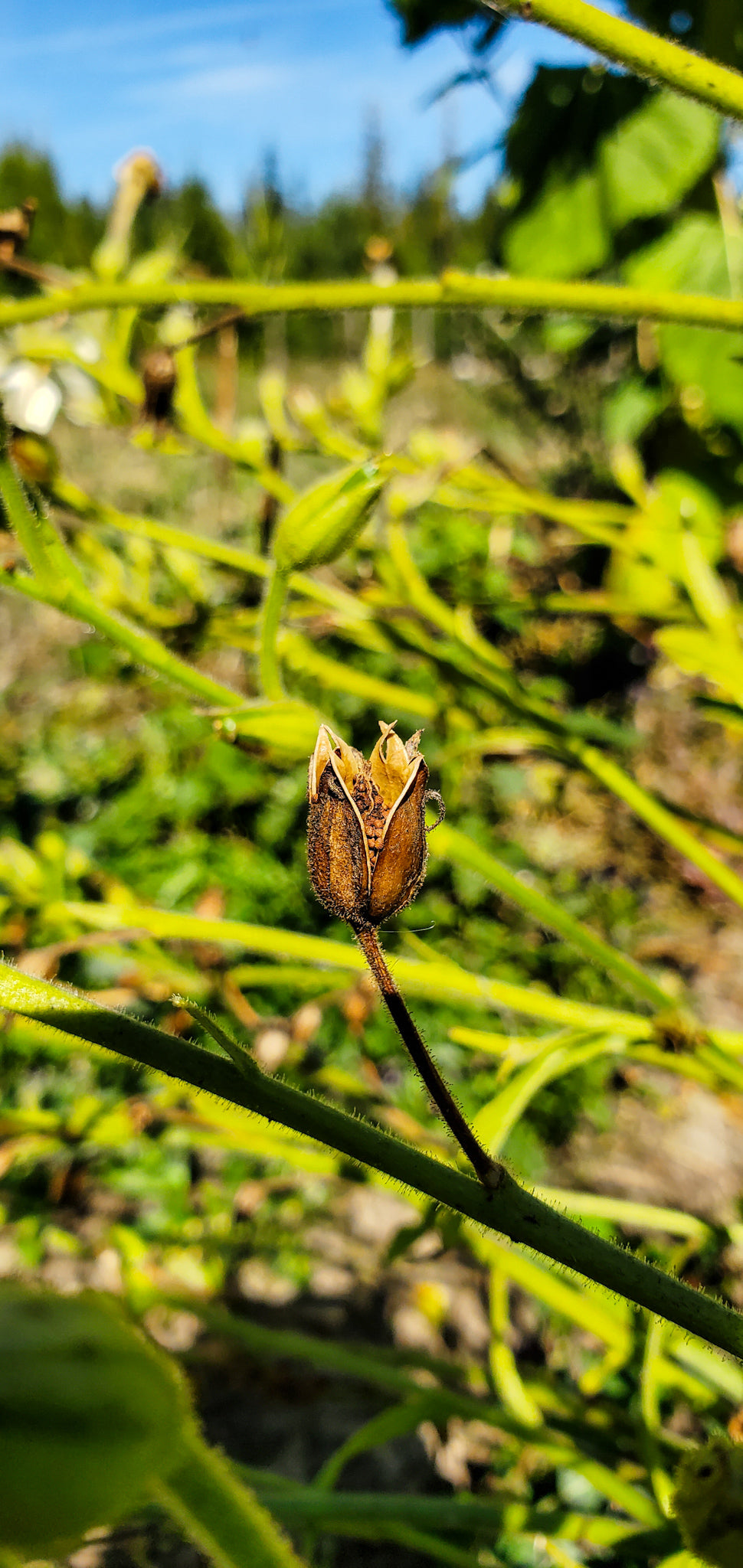 Jasmine Tobacco Seeds