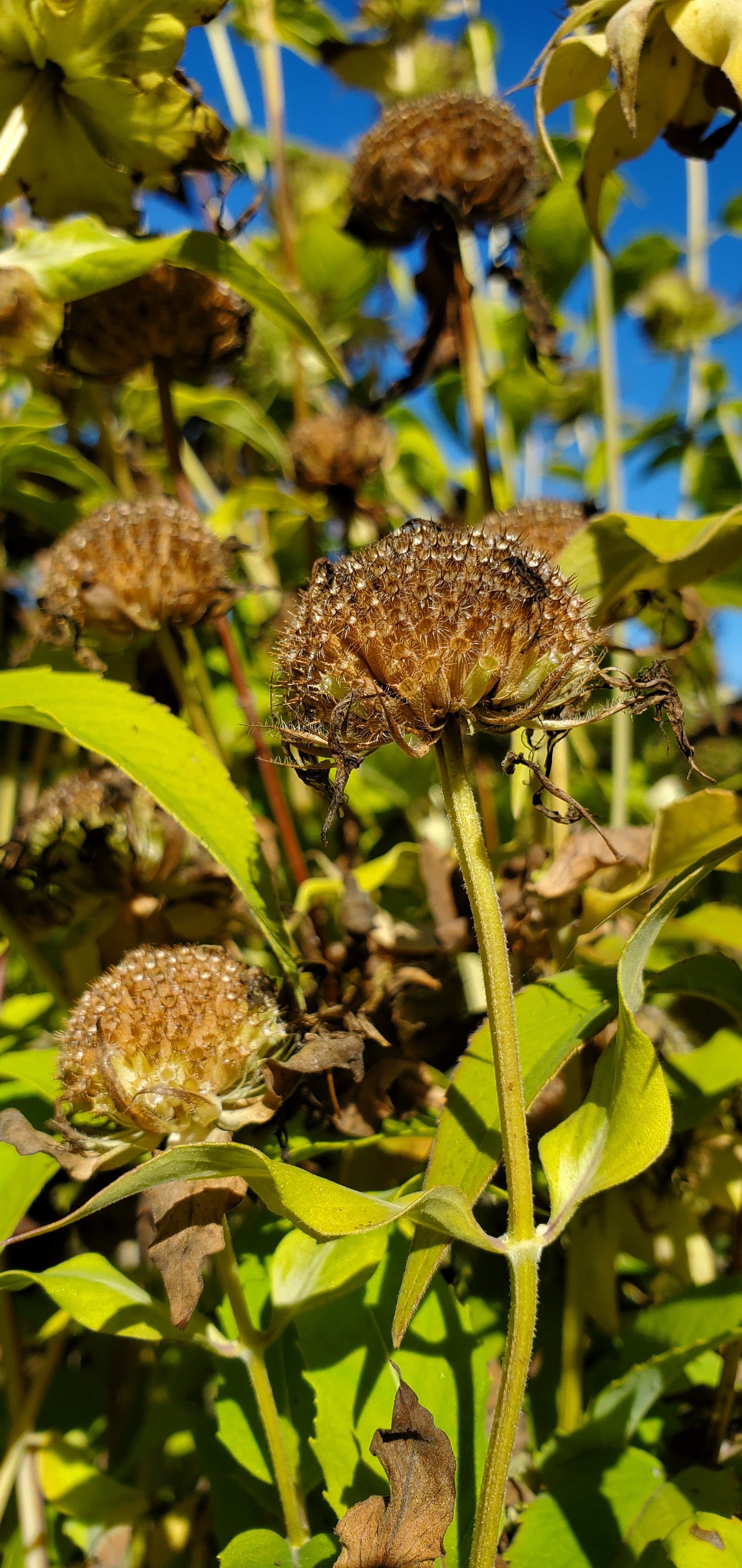 Wild Bergamont Seeds