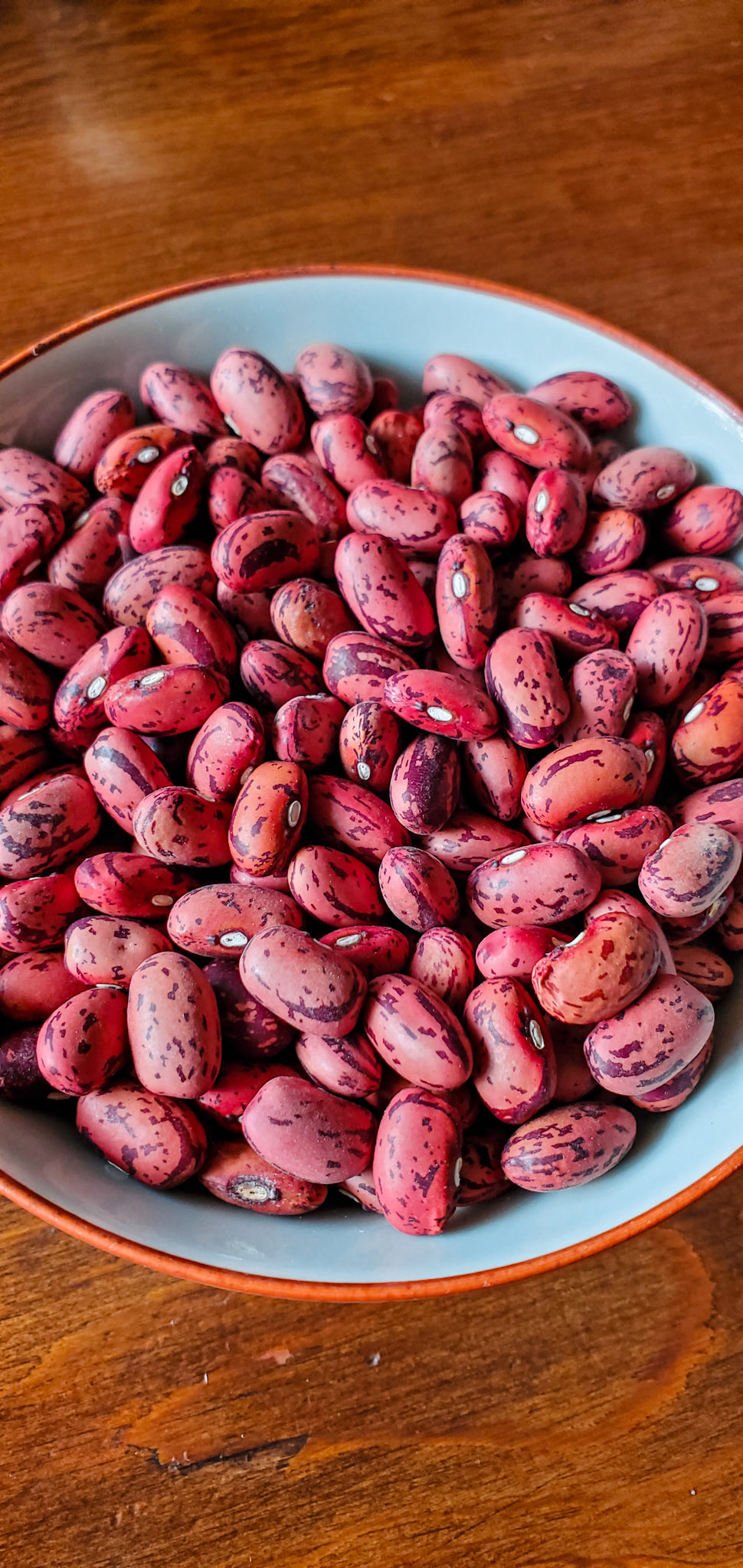 Cranberry Bean Seeds