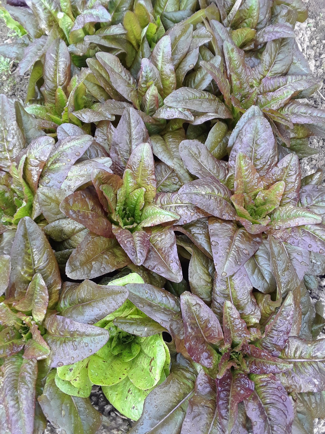 Lettuce Blend Seeds