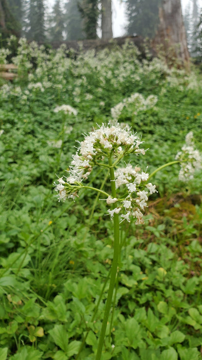 Valerian Seeds