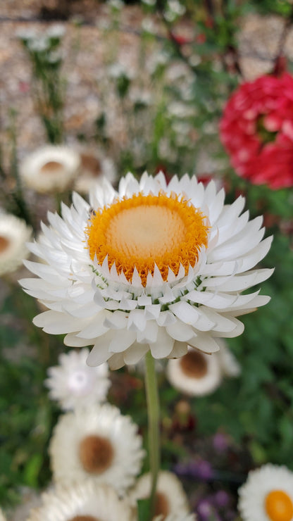 Strawflower Seeds