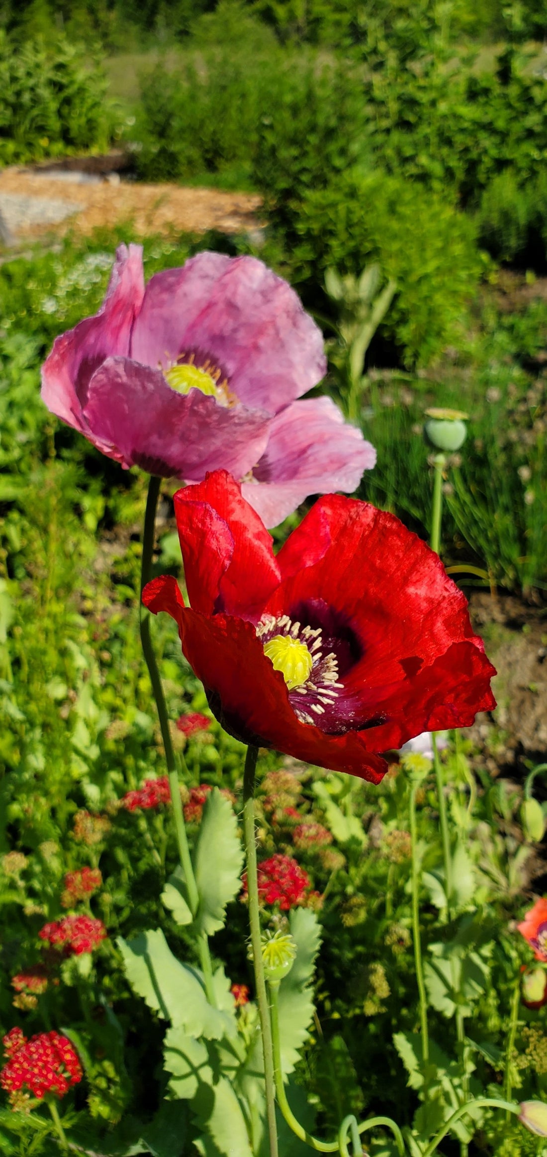 Opium Poppy Seeds