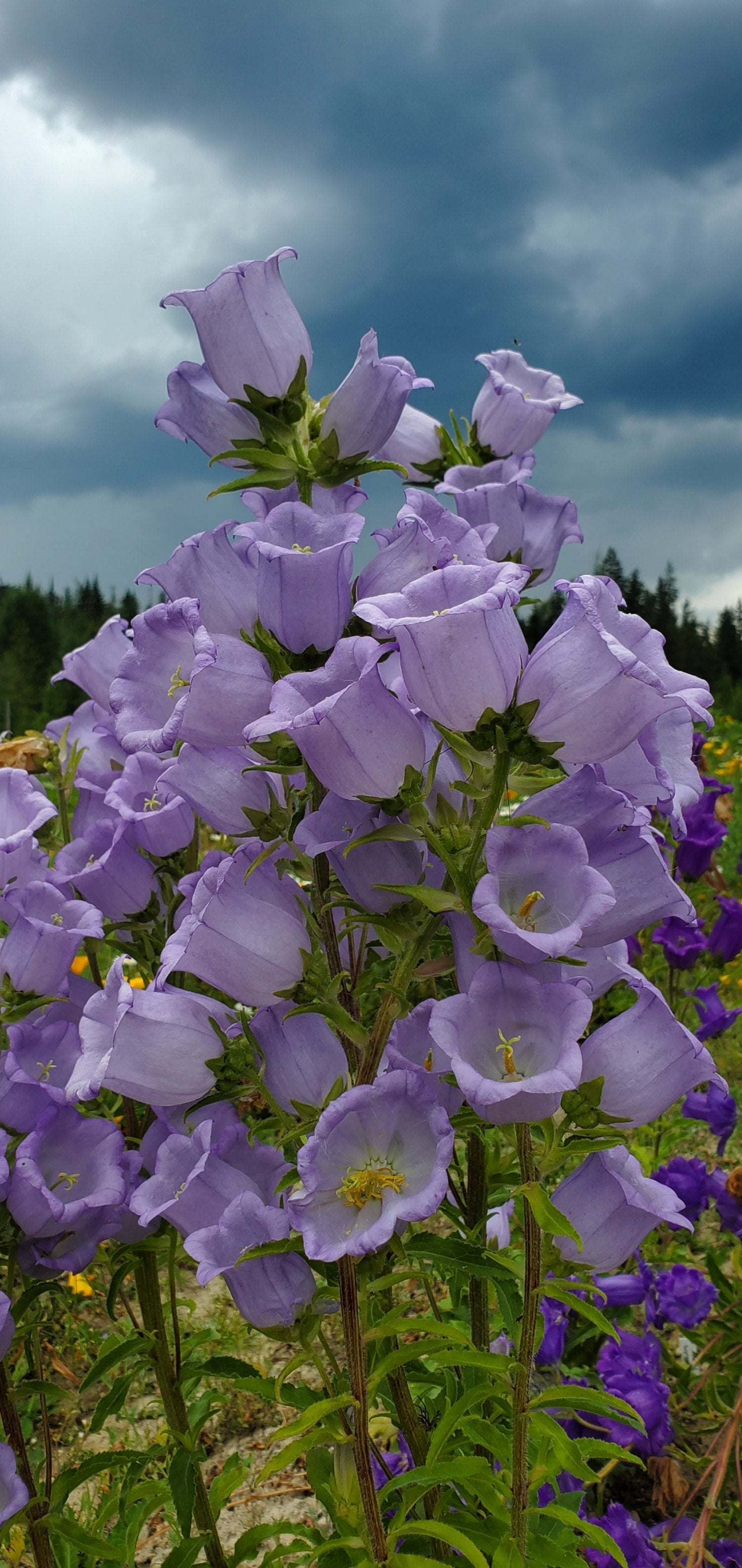 Canterbury Bell Seeds