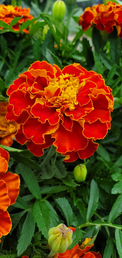 Marigold Seeds