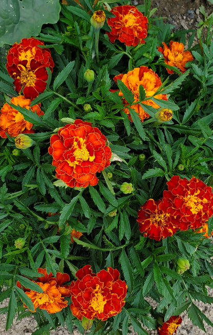 Marigold Seeds