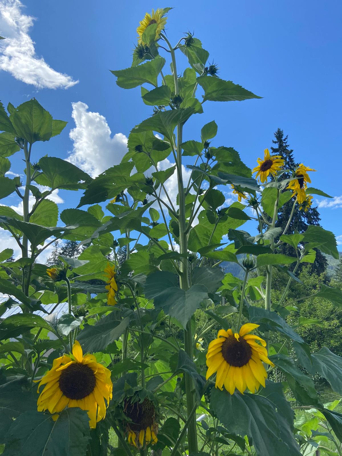 Sunflower Seed Blend