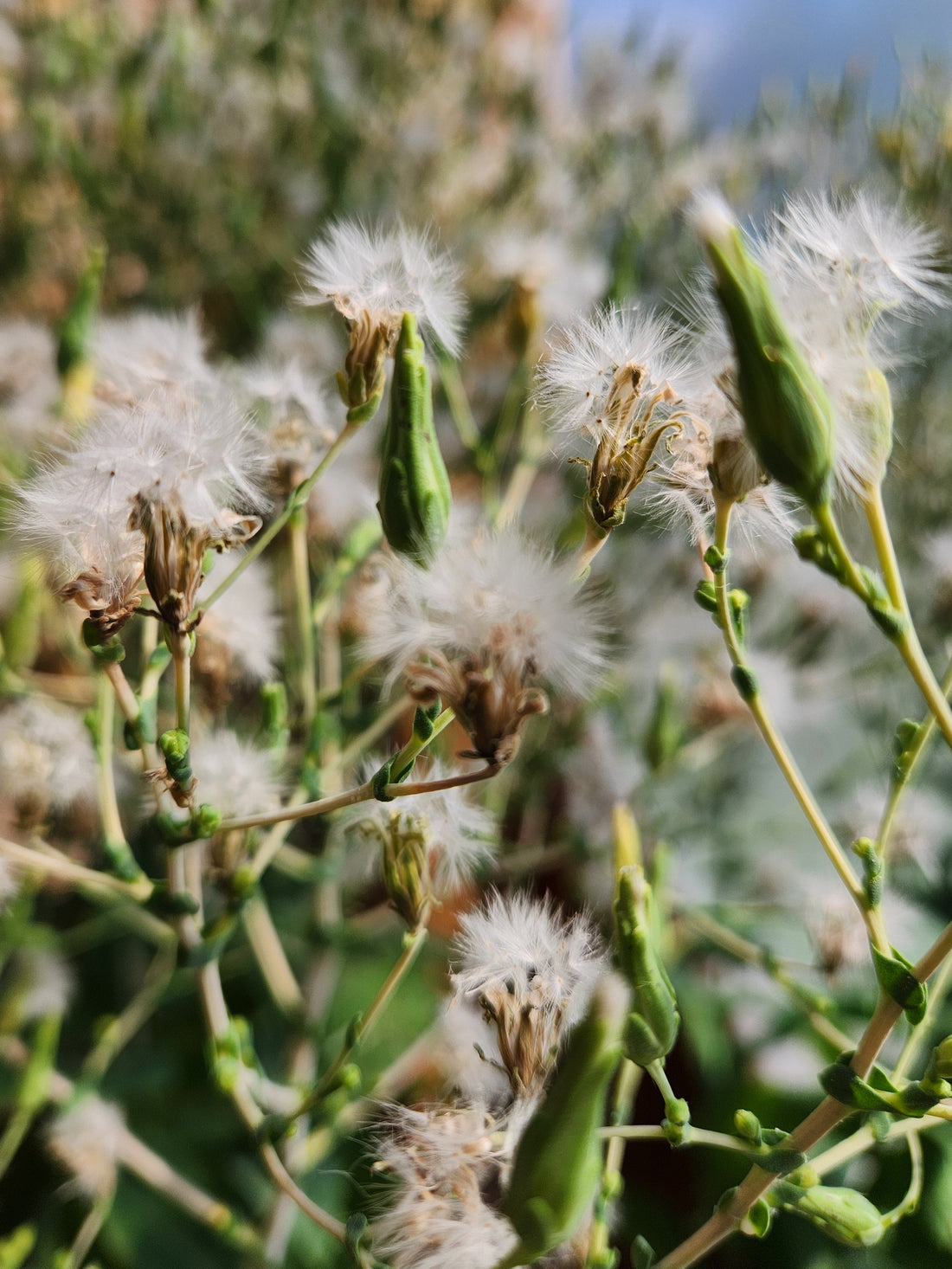 Romaine Lettuce Seeds
