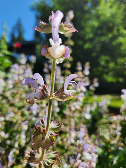 Clary Sage Seeds