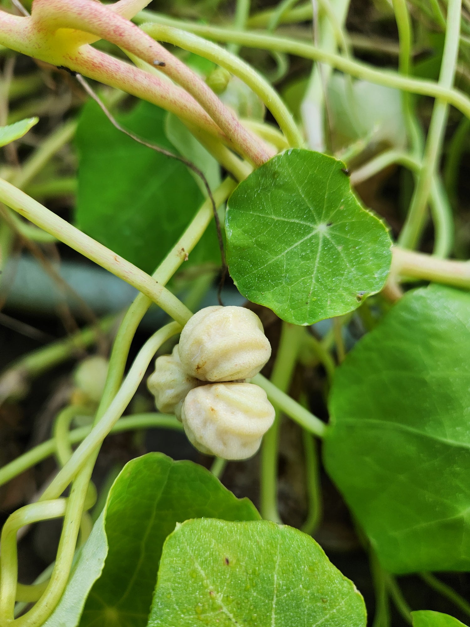Nasturtium Seeds