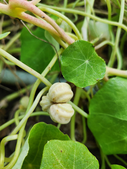 Nasturtium Seeds