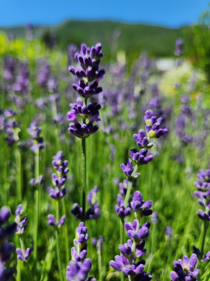 Lavender Hydrosol