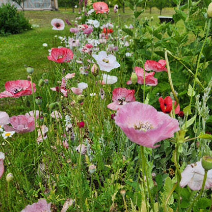 Mother of Pearl Poppy Seeds