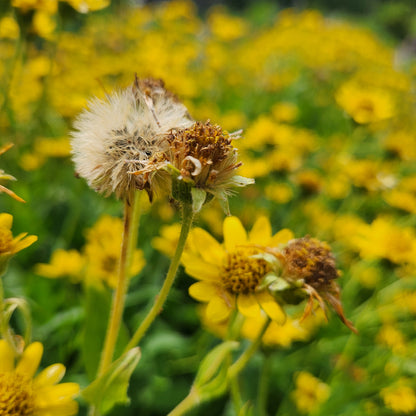 Arnica Seeds
