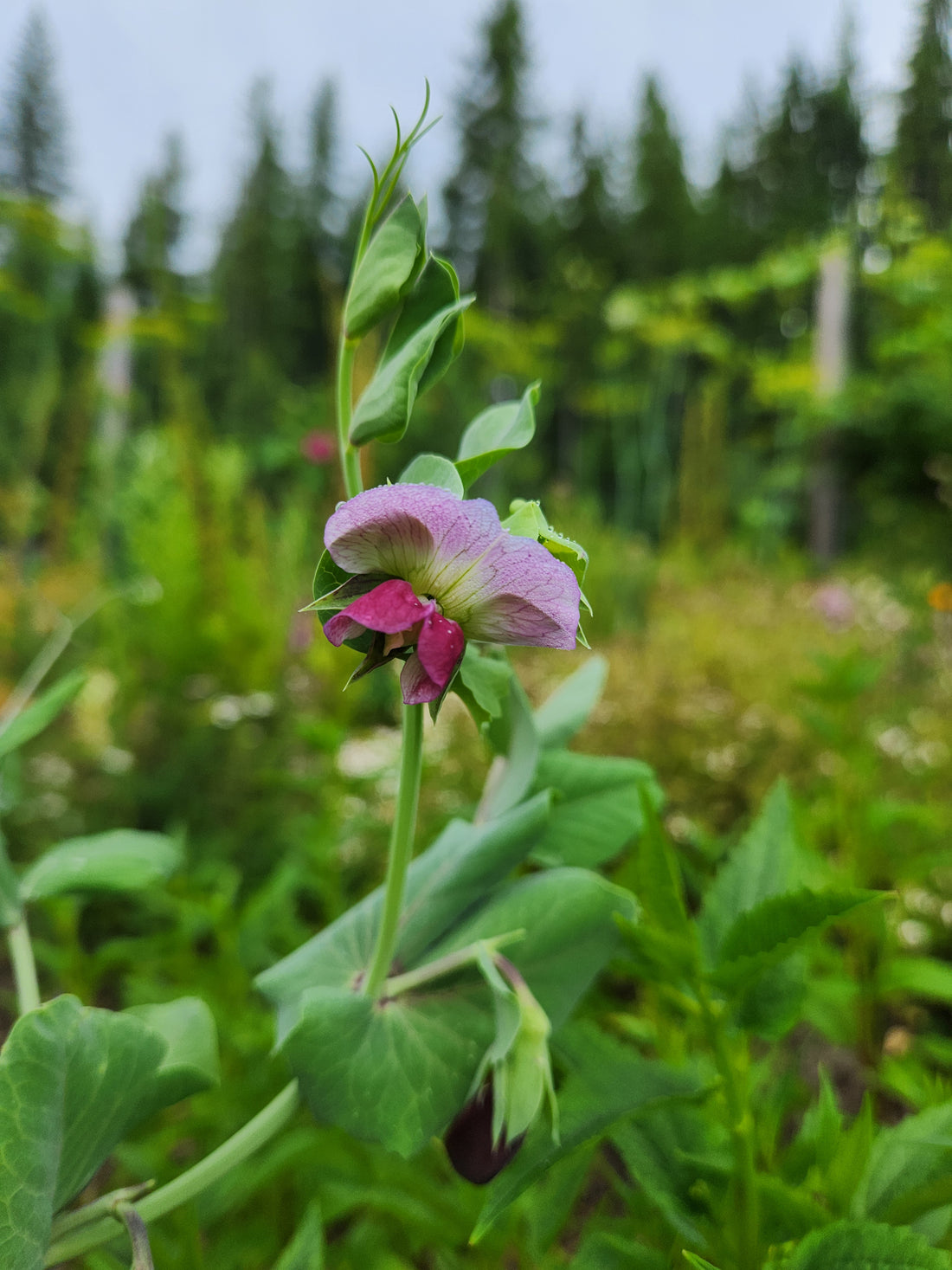 Purple Mist Pea Seeds