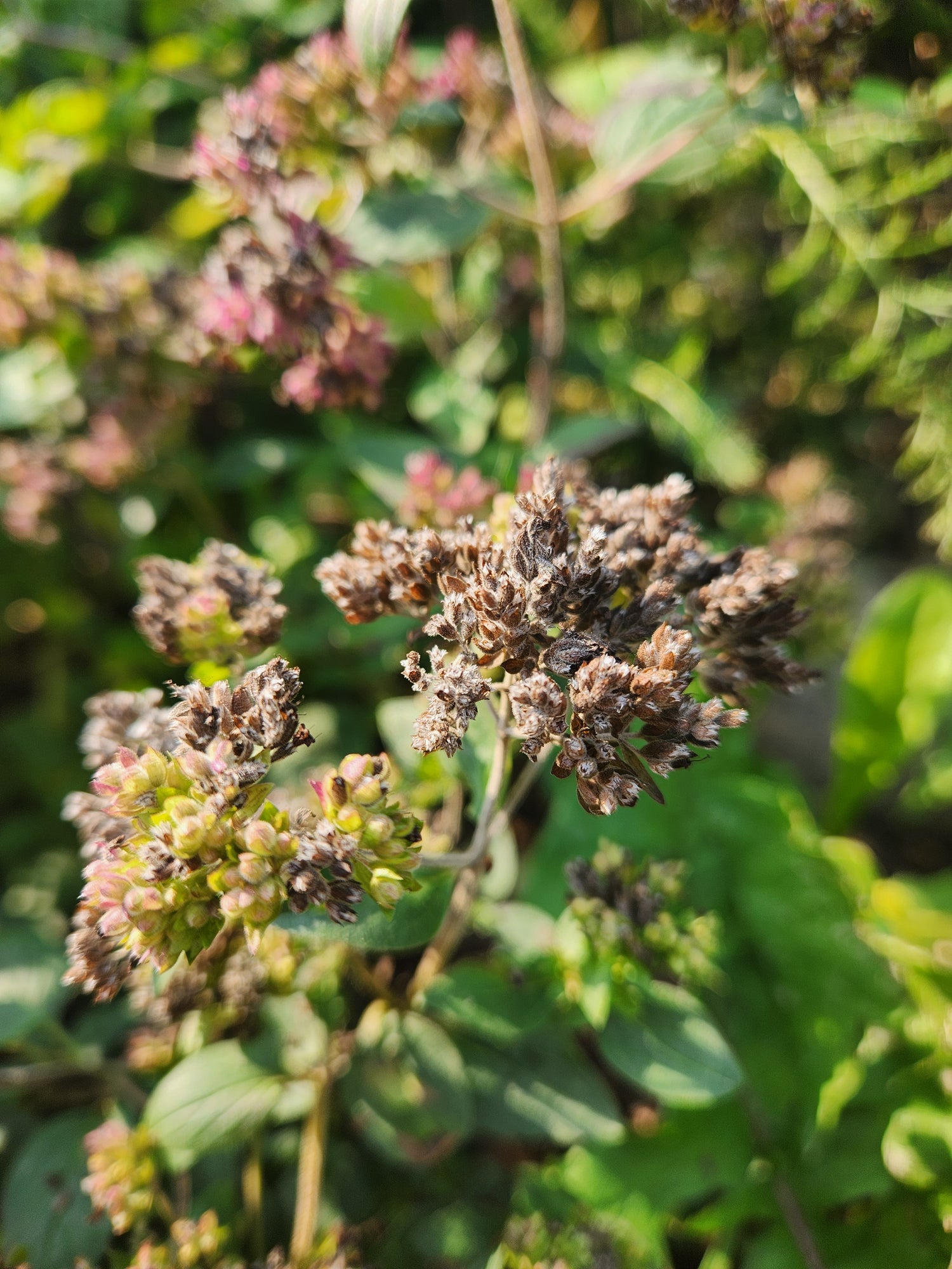 Purple Oregano Seeds