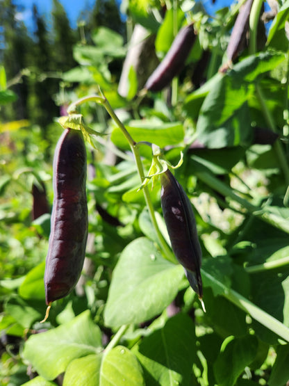 Purple Mist Pea Seeds