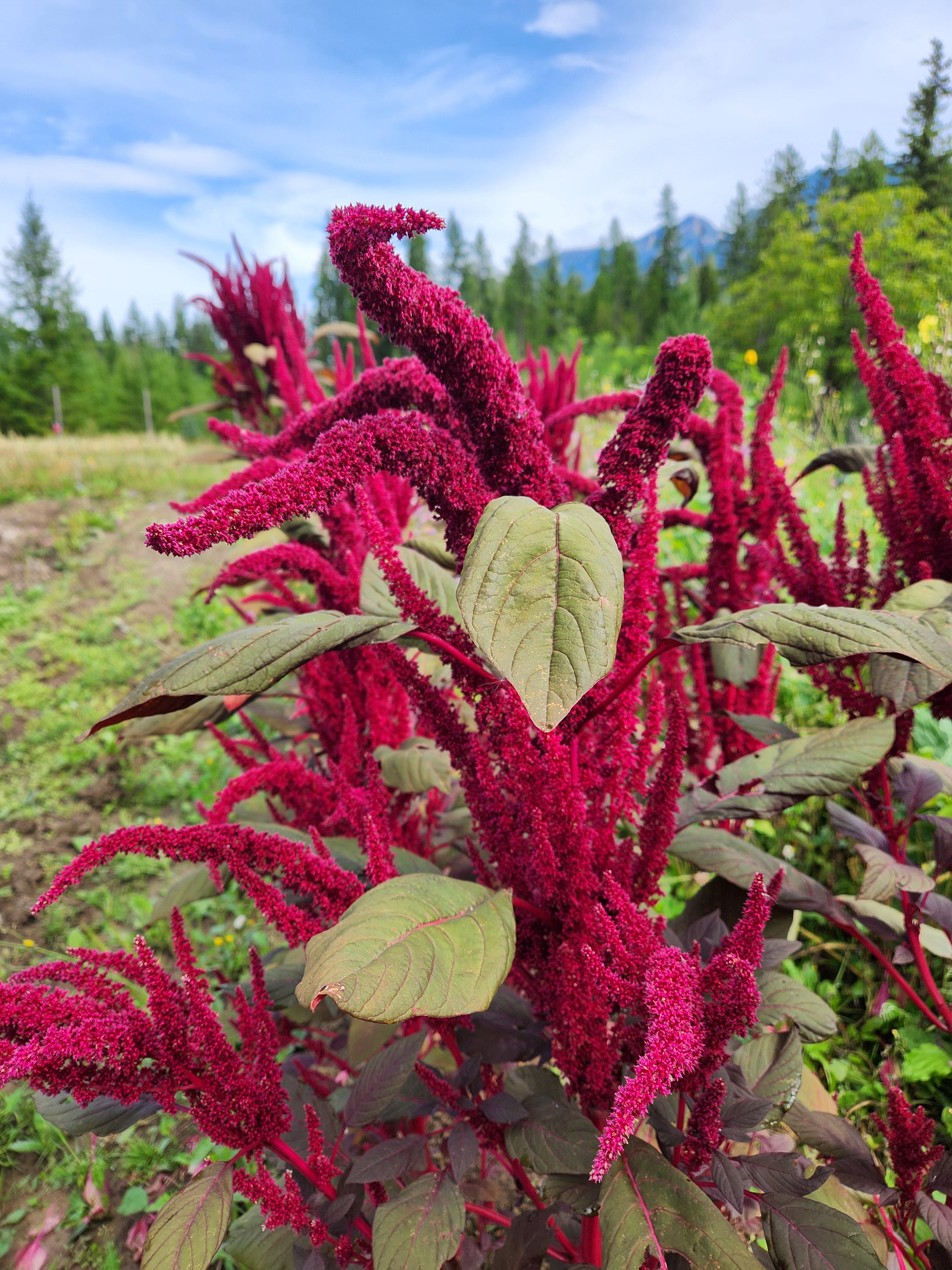 Hopi Red Dye Amaranth Seeds
