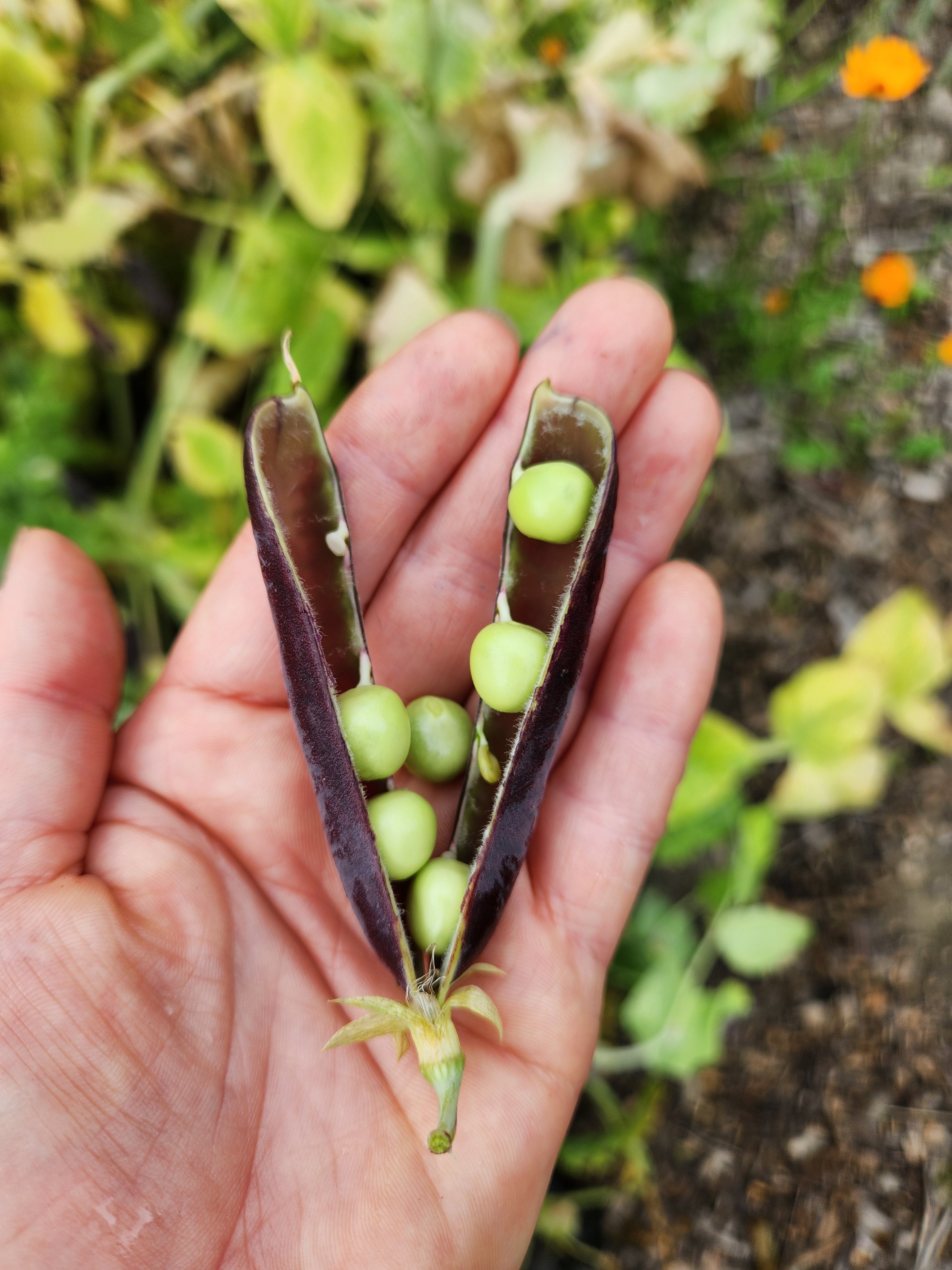 Purple Mist Pea Seeds