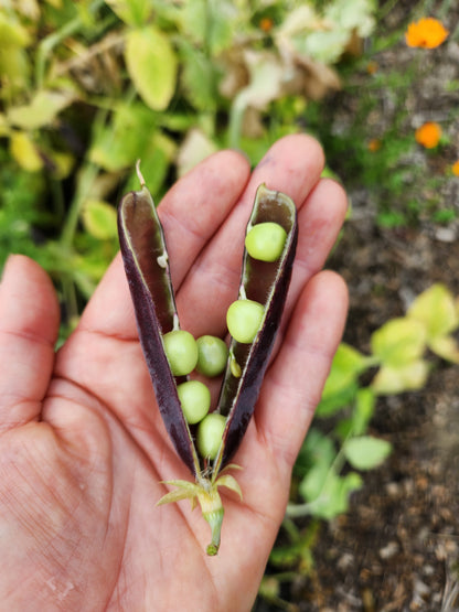 Purple Mist Pea Seeds