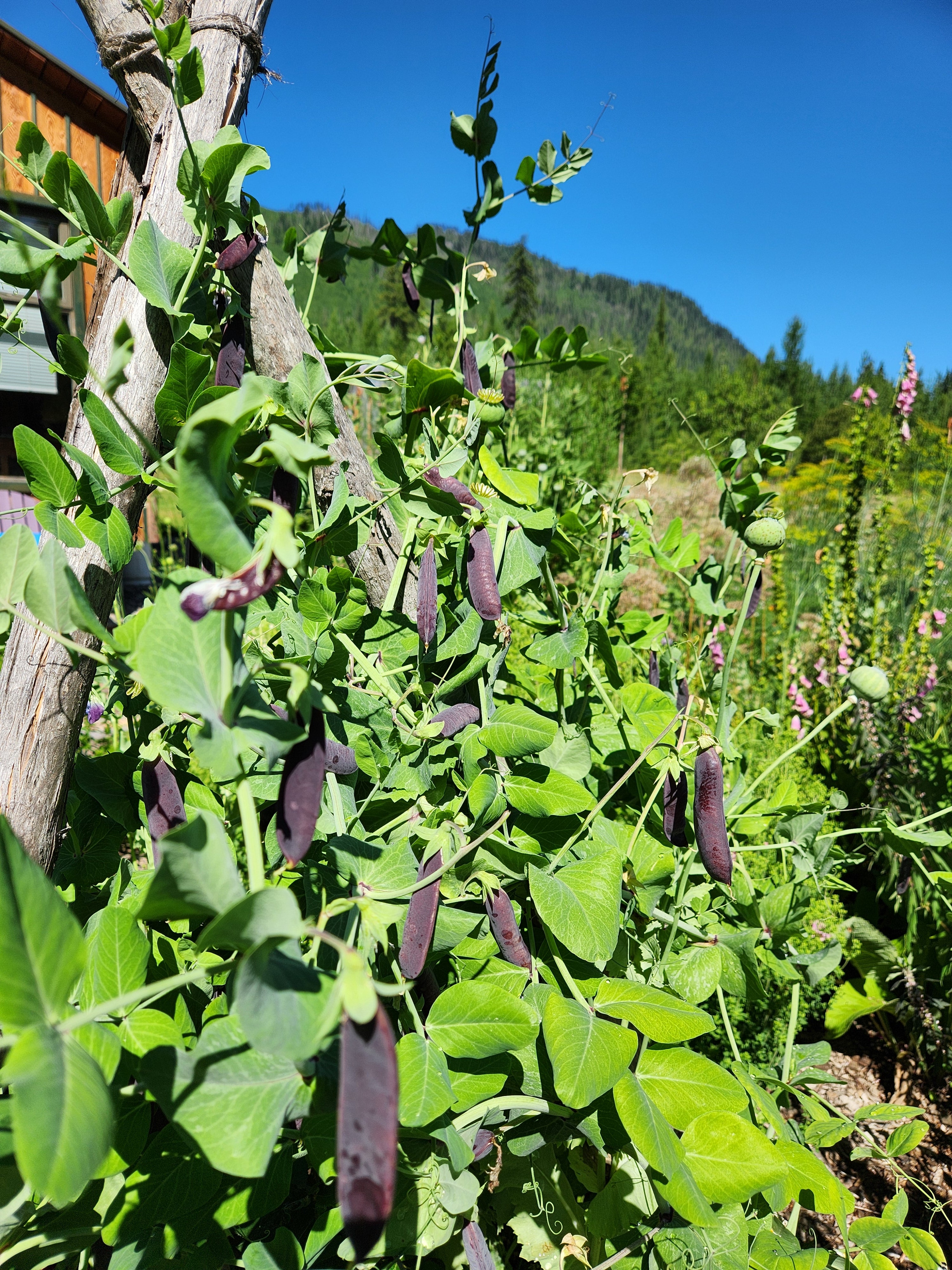 Purple Mist Pea Seeds