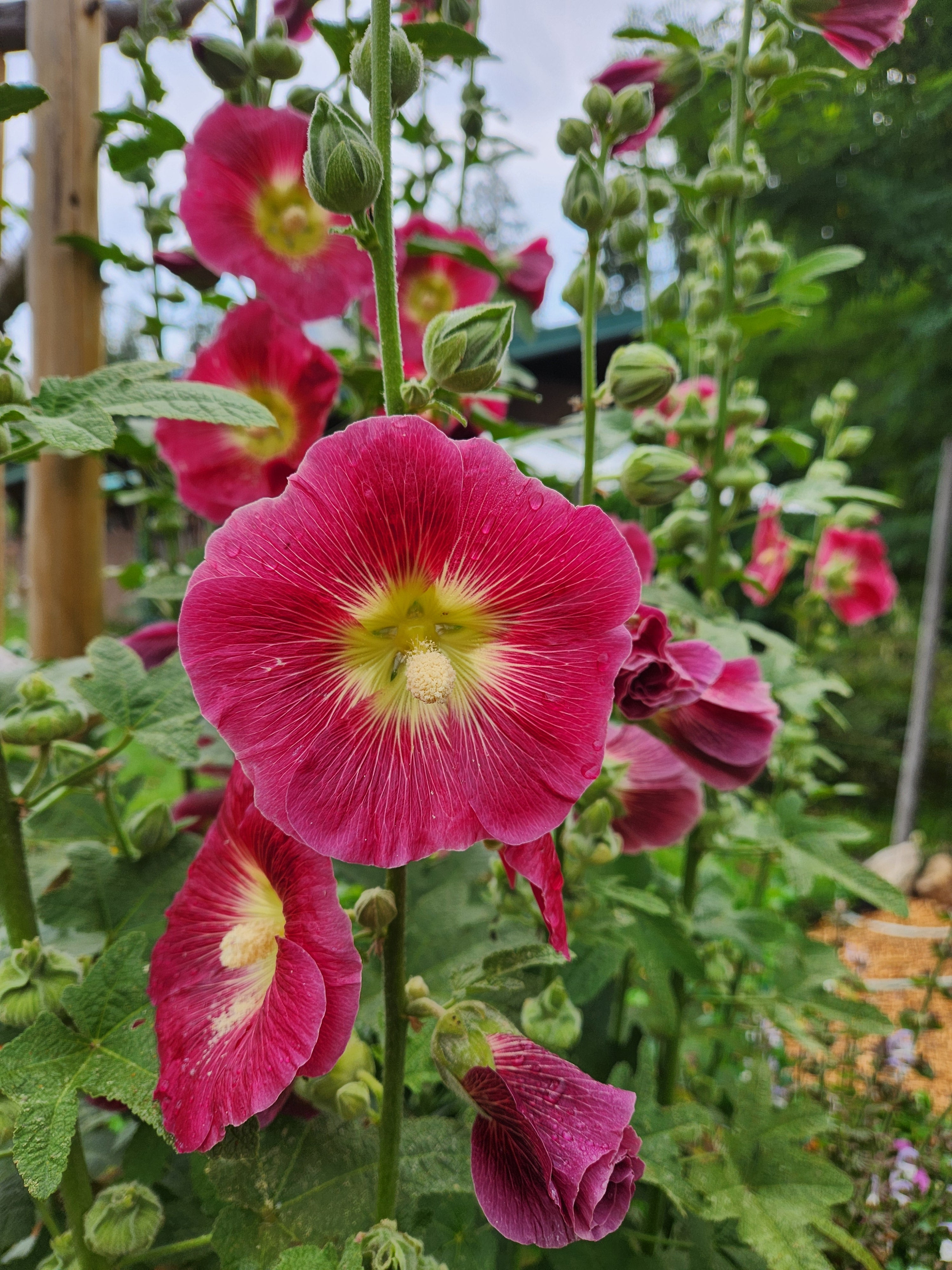 Hollyhocks Seeds